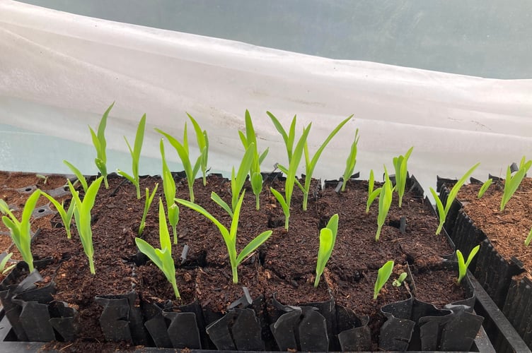Sweetcorn seedlings at Farnham Community Farm