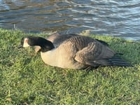 VIDEO: Appeal after teen seen dragging goose from pond and kicking him