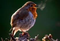 Heath Watch: Where does all the Wealden Heaths' wildlife go in the winter?