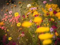 Wild plan to brighten roadside verges around Whitehill & Bordon