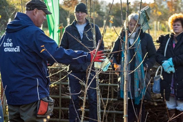 Hedging plants will be given away at Petersfield 'Hedgefest' event