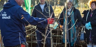 Hedging plants will be given away at Petersfield 'Hedgefest' event