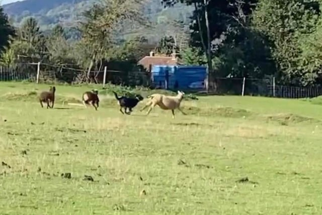 Horse left with bloody leg after attack by 'barking and snarling' dogs