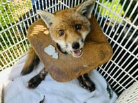 Almost 400 RSPCA reports of animals affected by litter in Hampshire