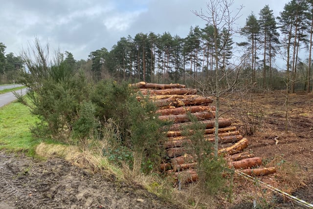 Games firm plays part in creation of wildlife habit off Bordon bypass