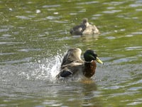 Sewage spills in East Hampshire more than quadrupled in 2023