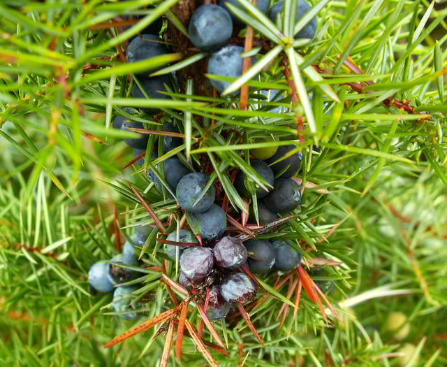 Project to bring back the native juniper tree wins South Downs grant