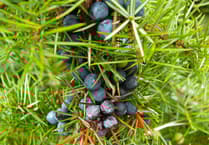 Project to bring back the native juniper tree among local projects awarded South Downs ReNature grants