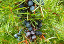 Project to bring back the native juniper tree wins South Downs ReNature grant