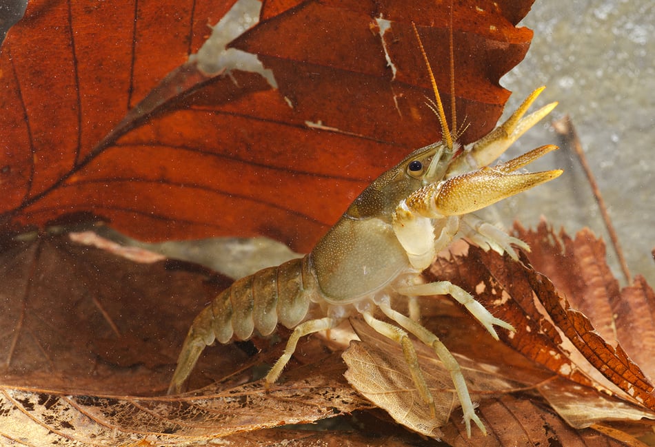 Zoo launches £20,000 appeal to save Hampshire's white-clawed crayfish