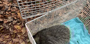Young badger freed after being stuck in electricity substation 