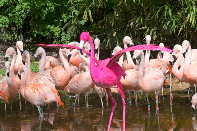 Flamingo painted in World's pinkest pink