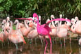 Birdworld reveals world's pinkest bird to celebrate new experience