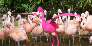 Birdworld reveals world's pinkest bird to celebrate new experience