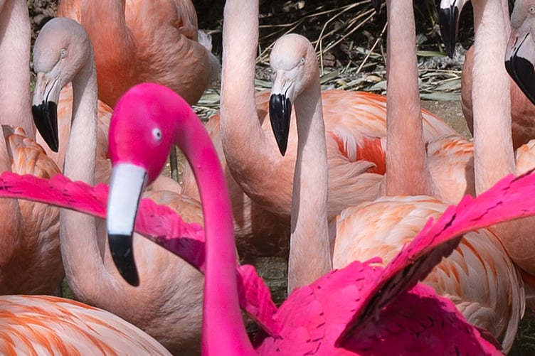 Ken the model flamingo