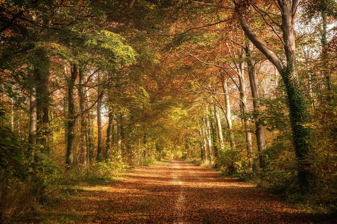 Pathway to autumn Friston Forest by Sam Moore