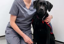 Vet saves trainee assistance puppy Warrior after swallowing button battery