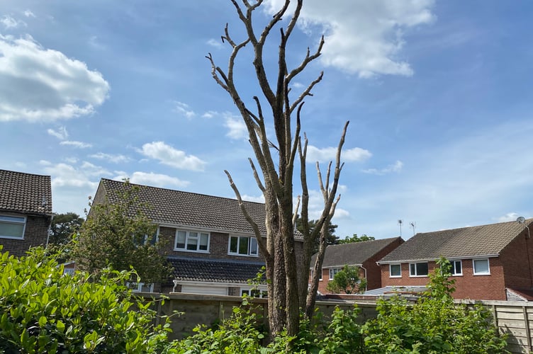 Dying Palm Tree Whitehill
