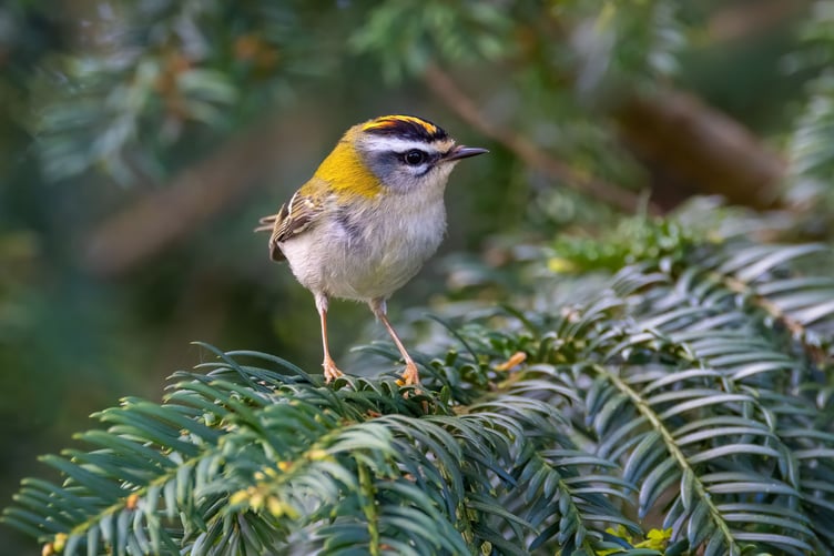 Firecrests which were nesting in the Yew trees cut during the works
