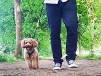 Hospice fundraising challenge is in a breed of its own