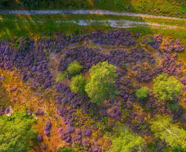 Pretty in purple: never a better time to catch heathlands on camera