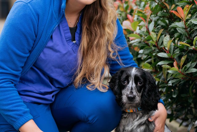 Petersfield vets warns pet owners of the dangers of grass seeds