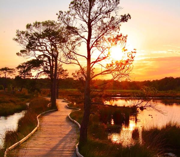 Popular local boardwalk voted as Britain's Favourite Path 