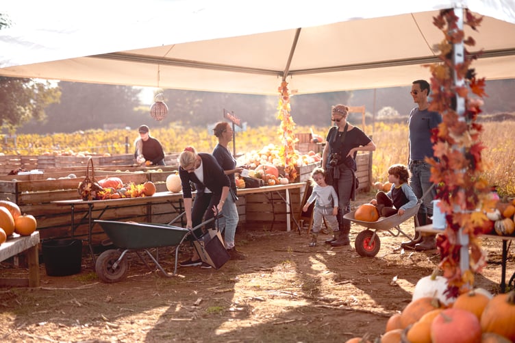 Rogate Pumpkin Patch