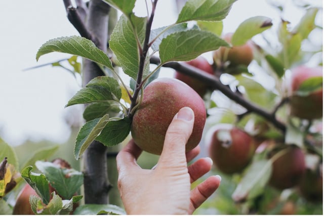 Blackmoor Apple Tasting this weekend