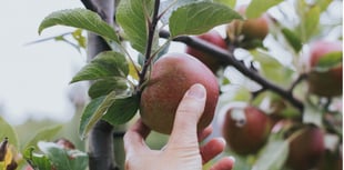 Blackmoor Apple Tasting this weekend