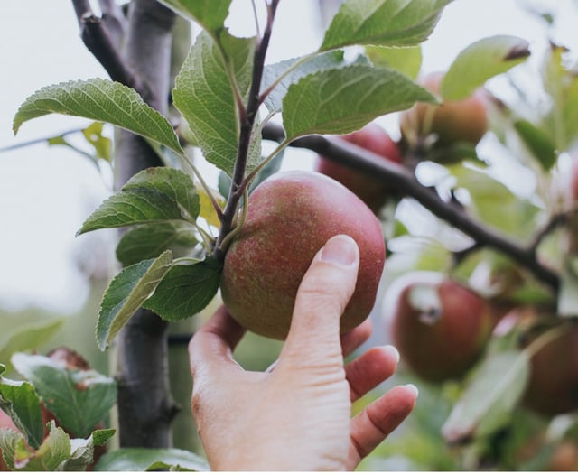 Blackmoor Apple Tasting this weekend