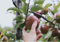 Blackmoor Apple Tasting this weekend