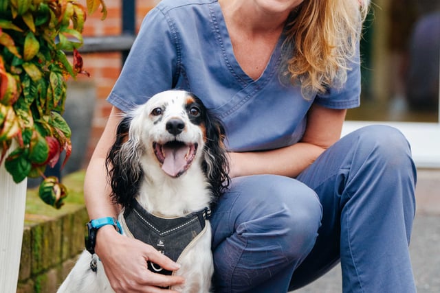 Petersfield vet operates on dog to remove kebab skewer