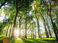 National Park’s huge planting scheme edges closer to target  