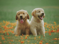 Peeps into the Past: Man blames puppies for bankruptcy