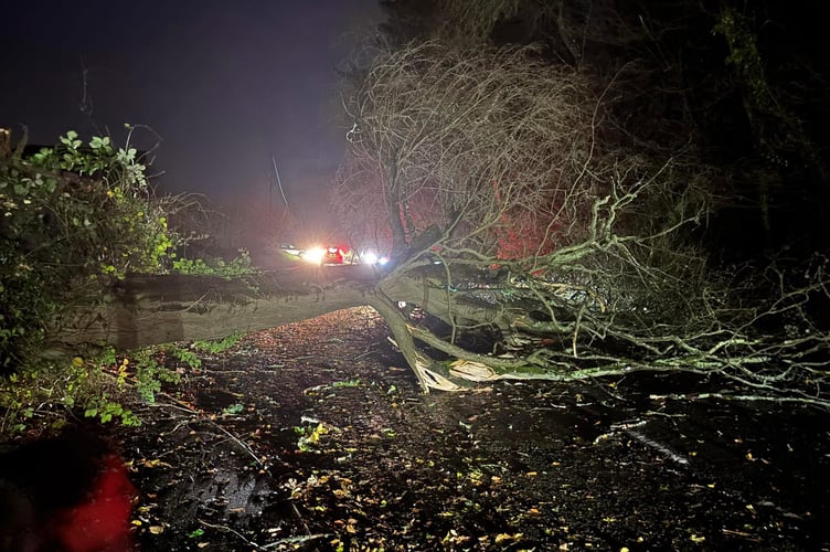 Fallen Tree Longmoor Road Liphook