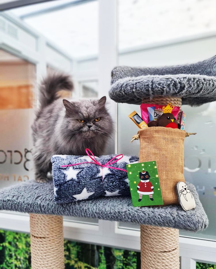 Feline fine this Christmas at Longcroft’s Luxury Cat Hotel
