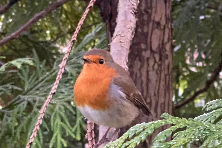 Wrecclesham Conservation Robin