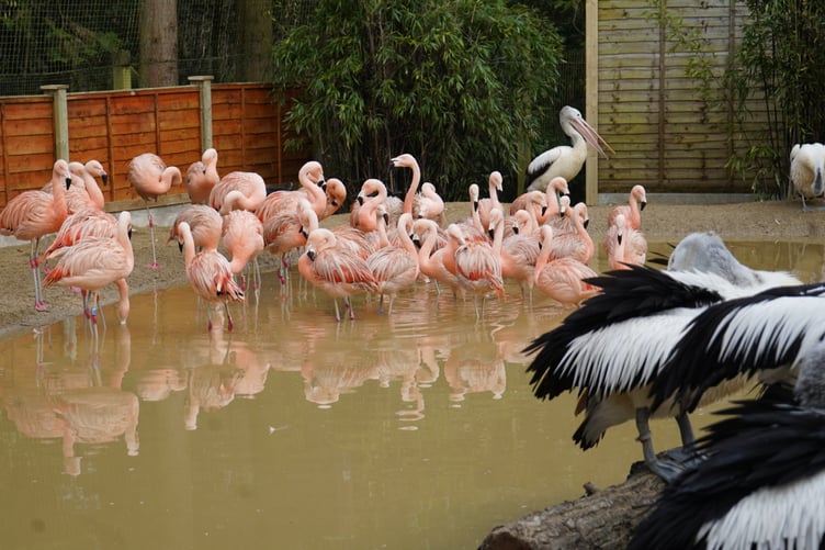Flamingoes in their new home the "Flamboyant Flamingoes" enclosure at Birdworld