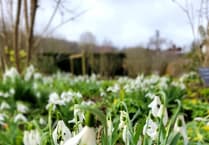 WATCH: See the beauty of Snowdrops at Gilbert White’s House & Gardens