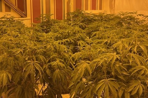 A cannabis growing operation in Hampshire
