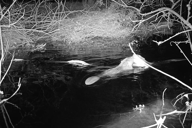 Beaver pair SDNPA wildlife cam