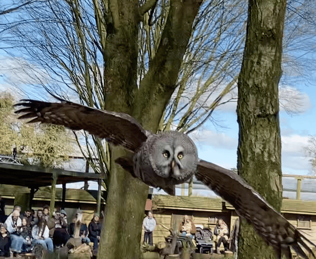 VIDEO: Swoop down to the Hawk Conservancy Trust for a day of bird fun