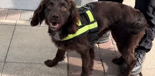 Dogged new recruits unleashed to fight digital crime