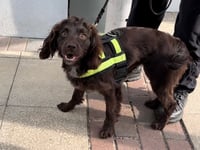 Dogged new recruits unleashed to fight digital crime