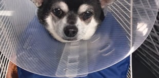 Injured dog gets £6k surgery thanks to neighbour's appeal