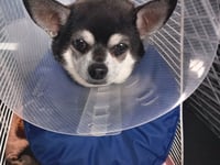 Injured dog gets £6k surgery thanks to neighbour's appeal
