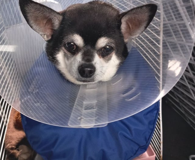 Injured dog gets £6k surgery thanks to neighbour's appeal