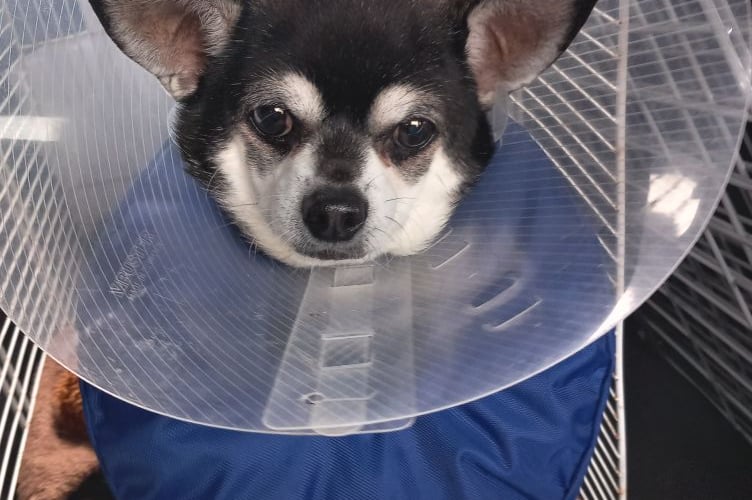 Digby Bordon chihuahua Wendy Sargent