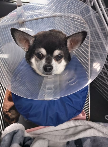 Digby Bordon chihuahua Wendy Sargent